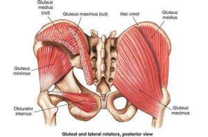 Gluteal Tendinopathy A Leap Forward In Our Treatment Approach The