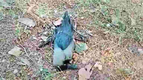 Gujarat Four Crows Found Dead In Junagadh Amid Bird Flu Scare Latest News India Hindustan Times
