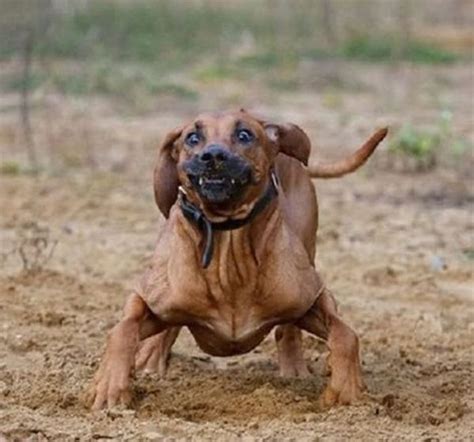 Hilarious Dog Faces 110 Pics