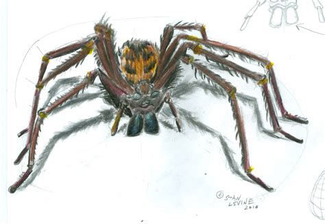 Spider Pencil Drawing