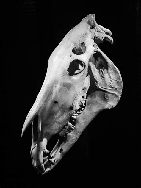 Horse Skull Animal Skulls Animal Skeletons