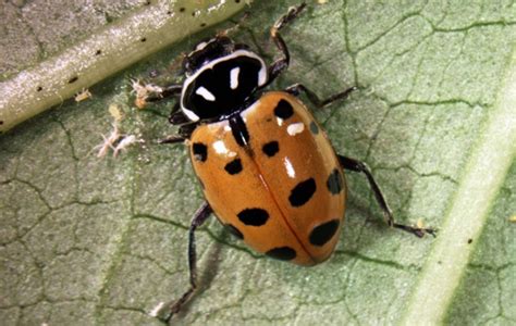 Convergent Ladybug Hippodamia Convergens