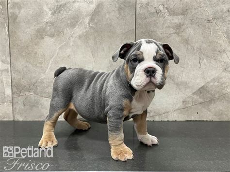 English Bulldog Dog Male Blue Tri 3018175 Petland Frisco Texas