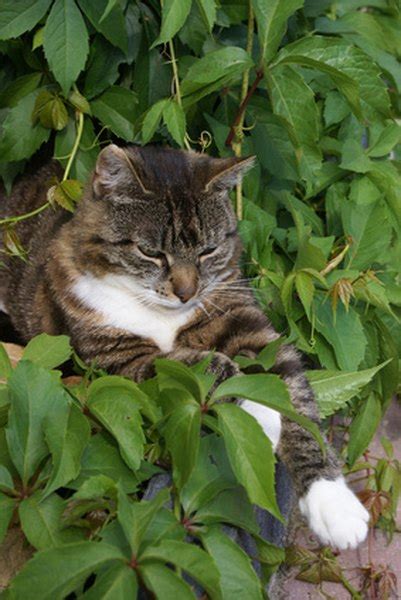 In some cases, ingesting a small amount can have devastating results, while cats may need to be exposed to relatively large amounts. What Gravel Keeps Cats Out of Flower Beds & Bushes? - Pets
