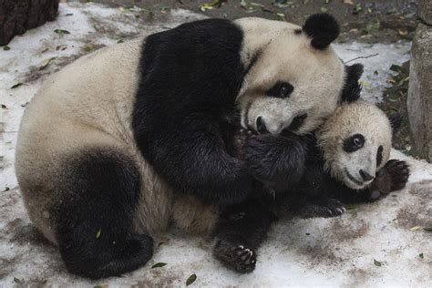 Giant Pandas Are No Longer Endangered Experts Say Kpbs