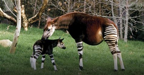 Did You Know About Congos Okapi The Half Zebra Half Giraffe Animal