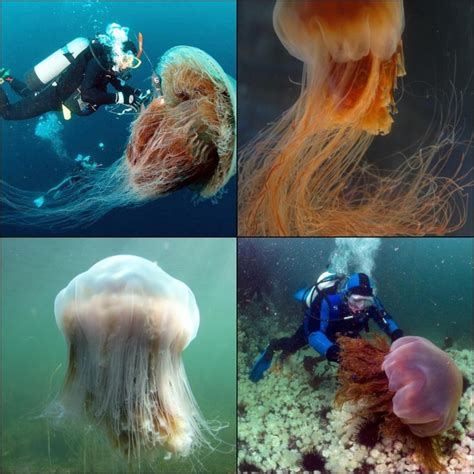 Lions Mane Jellyfish Are The Largest In The World Found In Cooler