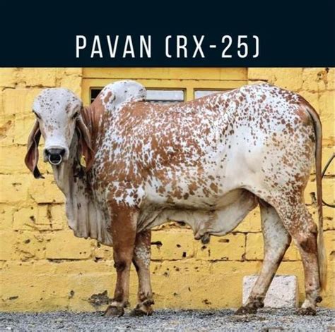 Gir Bull Frozen Semen Pavan Rx 25 Packaging Size 025 Ml At Best Price In Rajkot