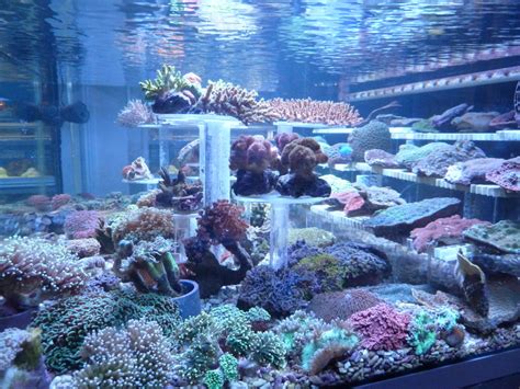 Seahorse Aquariums It Has Landed Wow Check Out The New Arrivals