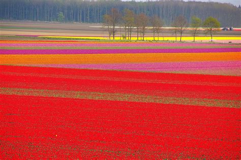 Wallpaper X Px Field Fields Flower Flowers Tulip Tulips X Kwallpaper