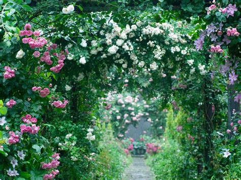 A Green Pink And White Rose Garden White Roses Pink Roses Fairy Garden Flower Garden