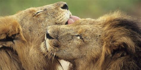 Descubren Relaciones Homosexuales En Animales Mentes Curiosas