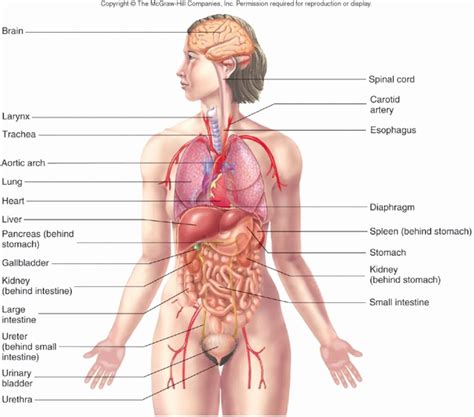 It's utilized to illustrate the vital relationships between phrases within the subject and the way they relate to one another. Human Body Organs Diagram From The Back 50 Inspirational Diagram Of Human Body Organs Front And ...