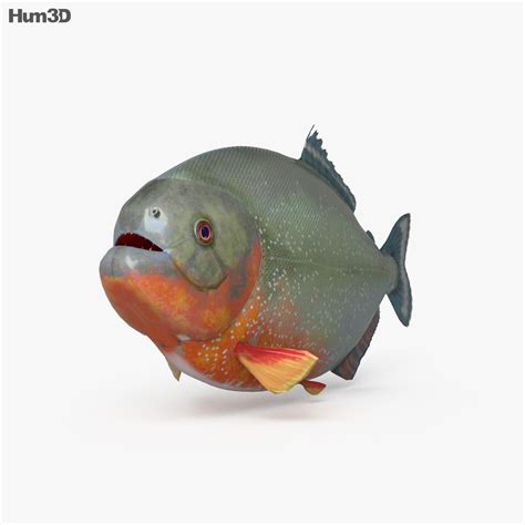 Animated Piranha 3d Model Animals On Hum3d