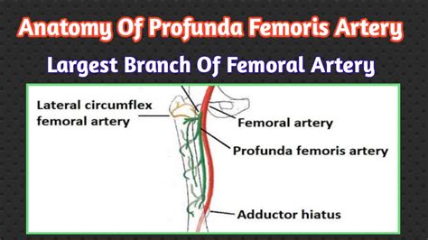 Anatomy Of Profunda Femoris Artery Youtube