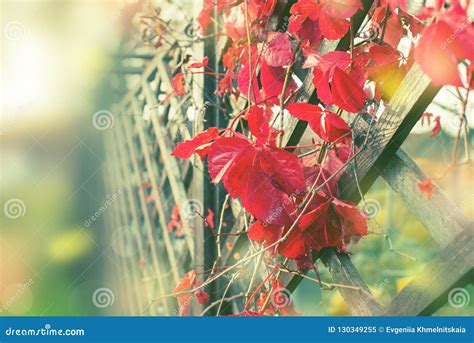 Autumn Plant Foliage Red Natural Park Wooden Retro Fence Beautiful