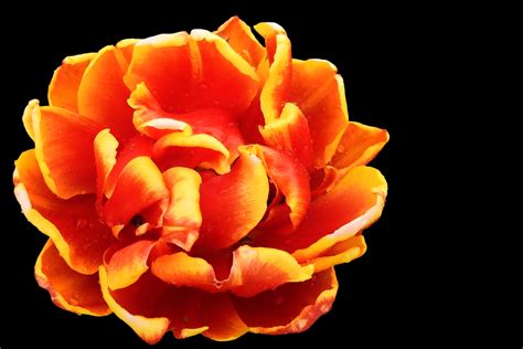 2560x1440 Wallpaper Orange And Yellow Petaled Flower Peakpx