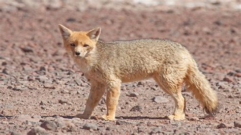 Culpeo Fox Guia De Fauna Rutachile Wildlife In Chile