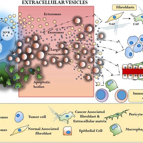 PDF Focus On Extracellular Vesicles New Frontiers Of Cell To Cell