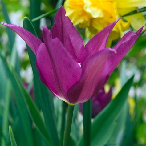 Buy Lily Flowered Tulip Bulbs Tulipa Purple Dream £299 Delivery By Crocus