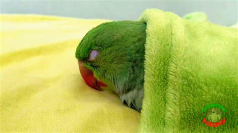 Baby Parrot Sleeping In Bed Youtube