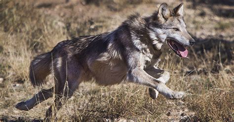 Mexican Gray Wolf Cattle Cant Coexist Let Wolves Have