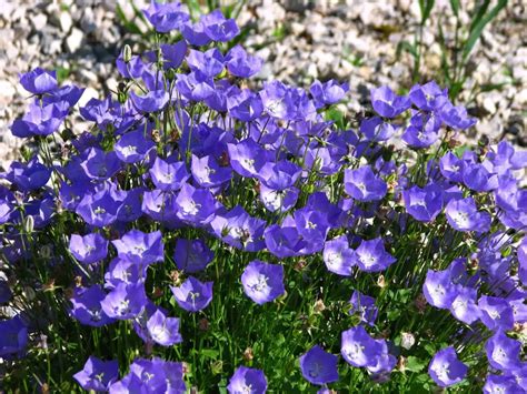 Campanula Bellflower A To Z Flowers