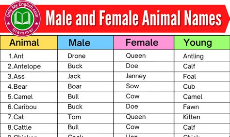 Top 113 Male And Female Animals Name In Hindi