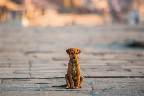 Homeless Puppy Dog Sitting Alone In The Middle Of The Street Stock