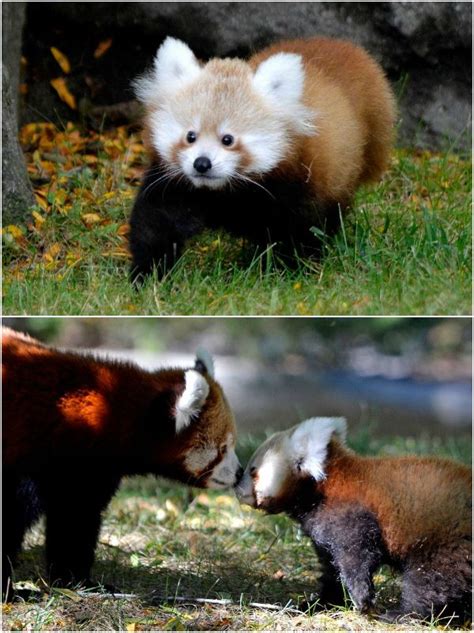 Toronto Zoo Welcomes Twin Giant Panda Cubs Video Animals Red Panda