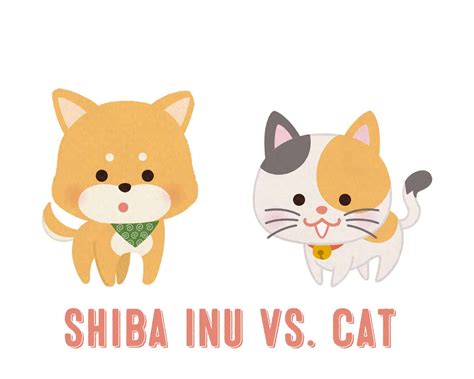 Shiba Inu Vs Cat My First Shiba Inu