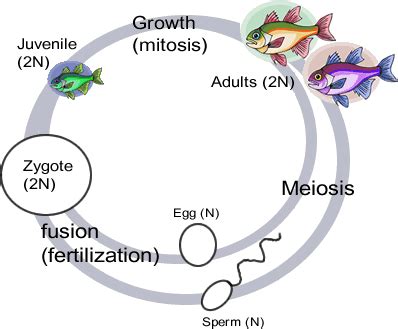 Diploid, haploid definition & examples. Notes: Meiosis
