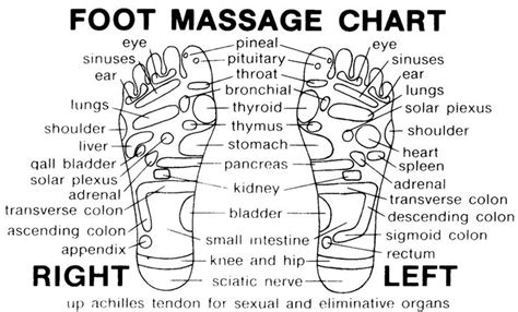 Foot Massage Chart Reflexology Chart Foot Massage Chart Reflexology