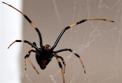These spiders can choose when to inject venom into their perceived. Robin Loznak Photography: September 2010