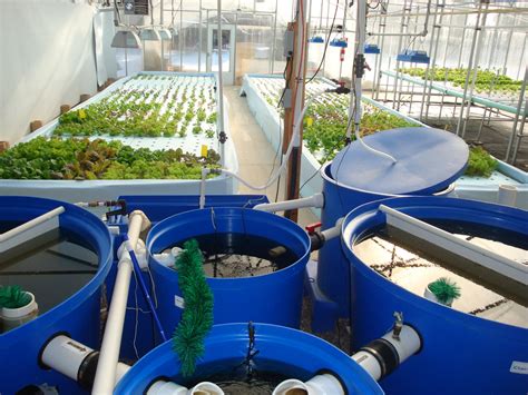 Aquaponics Systems The Simplest Way To Build At Home