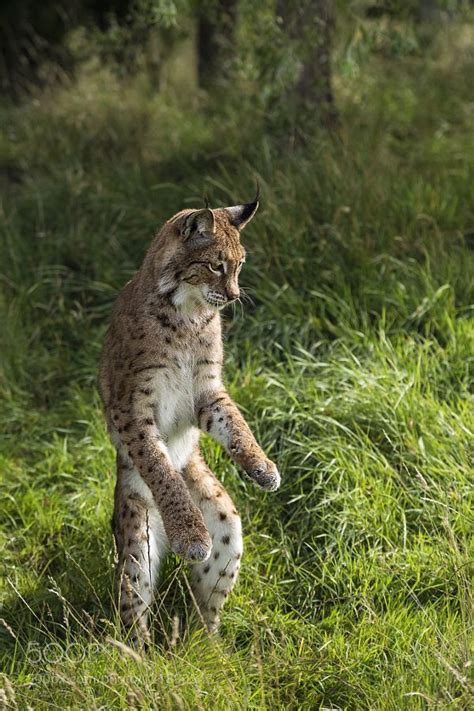 148 Best Images About Lynx On Pinterest