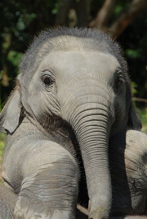 Cute Elephant Calf Cute Baby Animals Cute Baby Elephant Elephant