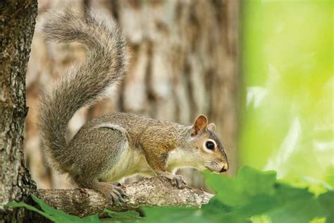 Start Em On Squirrels Missouri Department Of Conservation