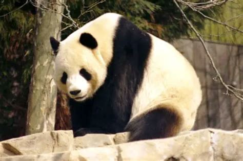 Giant Panda Facts For Kids Fun Facts And Information Kids Animals Facts