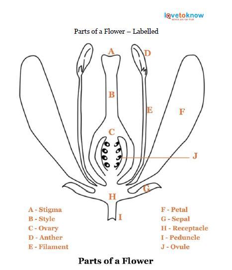 Parts Of A Flower Lovetoknow