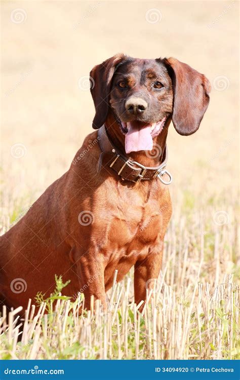 Hanoverian Scenthound Dog Sitting And Waiting In The Field Stock Photo