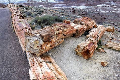 Petrified Wood Yellowstone River Derailing Site Photos