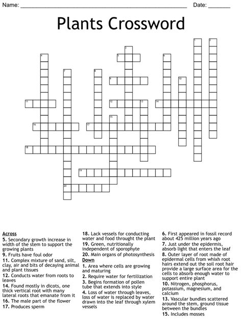 Plant With Fiddleheads Crossword