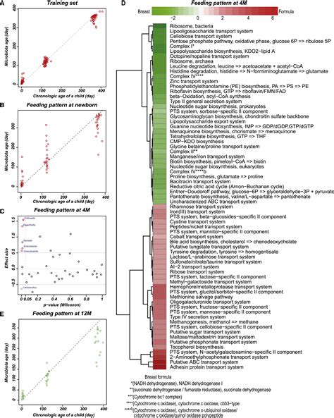 Dynamics And Stabilization Of The Human Gut Microbiome During The First
