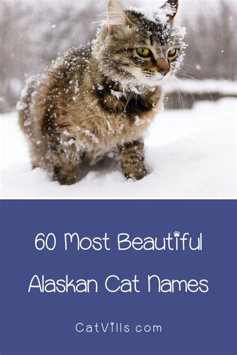 Top 60 Most Beautiful Alaskan Cat Names Youve Ever Heard Cat Names