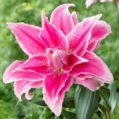 Bright Pink Oriental Lily Bulbs For Sale Roselily Isabella® Easy To