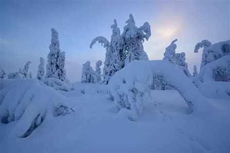 Hd Wallpaper Winter Snow Trees Traces The Snow Finland Lapland