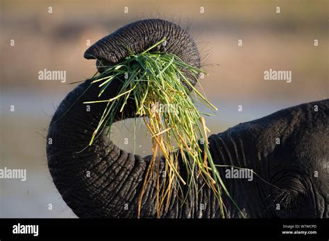 Close Up Of The Trunk Of An African Elephant Loxodonta Africana