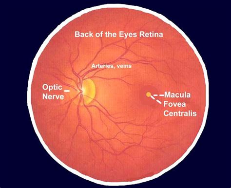 Human Eye Eye Retina Arteries Pie Chart