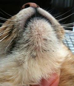 Feline acne can be controlled, but it is rarely cured. Cat Acne. Yes, Cats get Acne.
